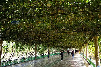 绿茶做好了 暴雪修改《炉石传说》大陆选手比赛规定